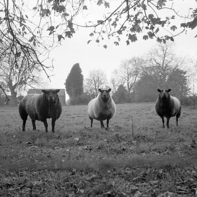 East Markham Sheep 2023