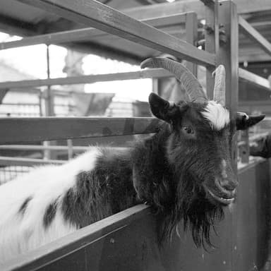 Chatsworth House Goat 2023