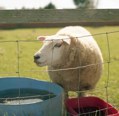 East Markham Sheep Summer 2025