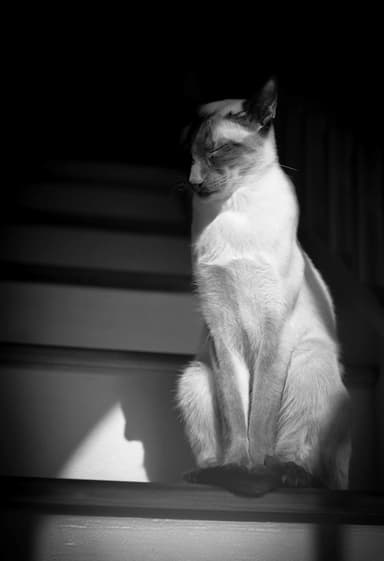 Sacha dreaming