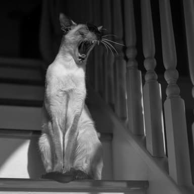 Sacha yawning