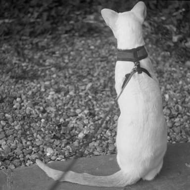 Eddie - Walkies 2021