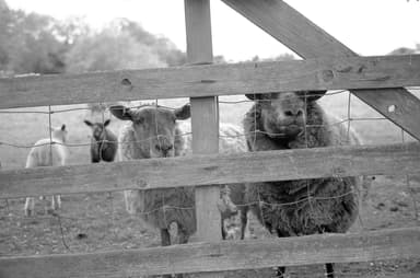East Markham Sheep Summer 2025