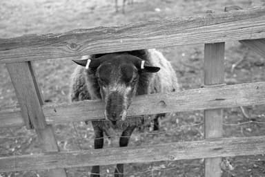 East Markham Sheep Summer 2025