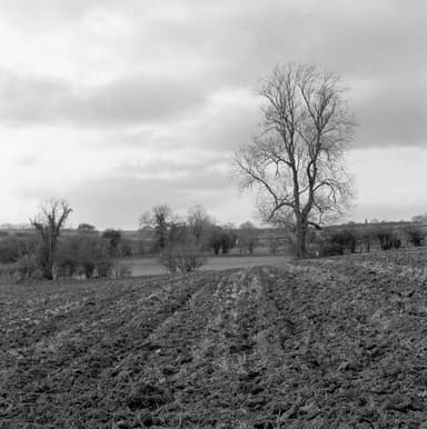 Naked Tree - Winter 2022