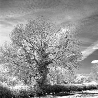 Oak Tree