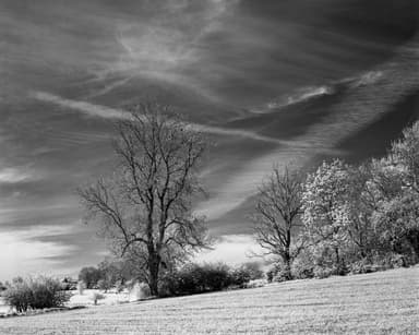 Naked Trees