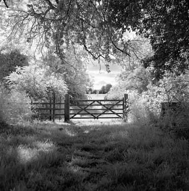 Where the horses live