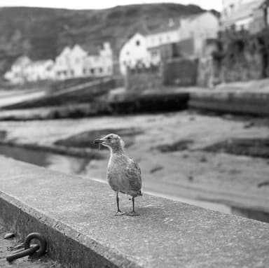 Staithes Tatty Gull