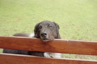 Max Il Cane
